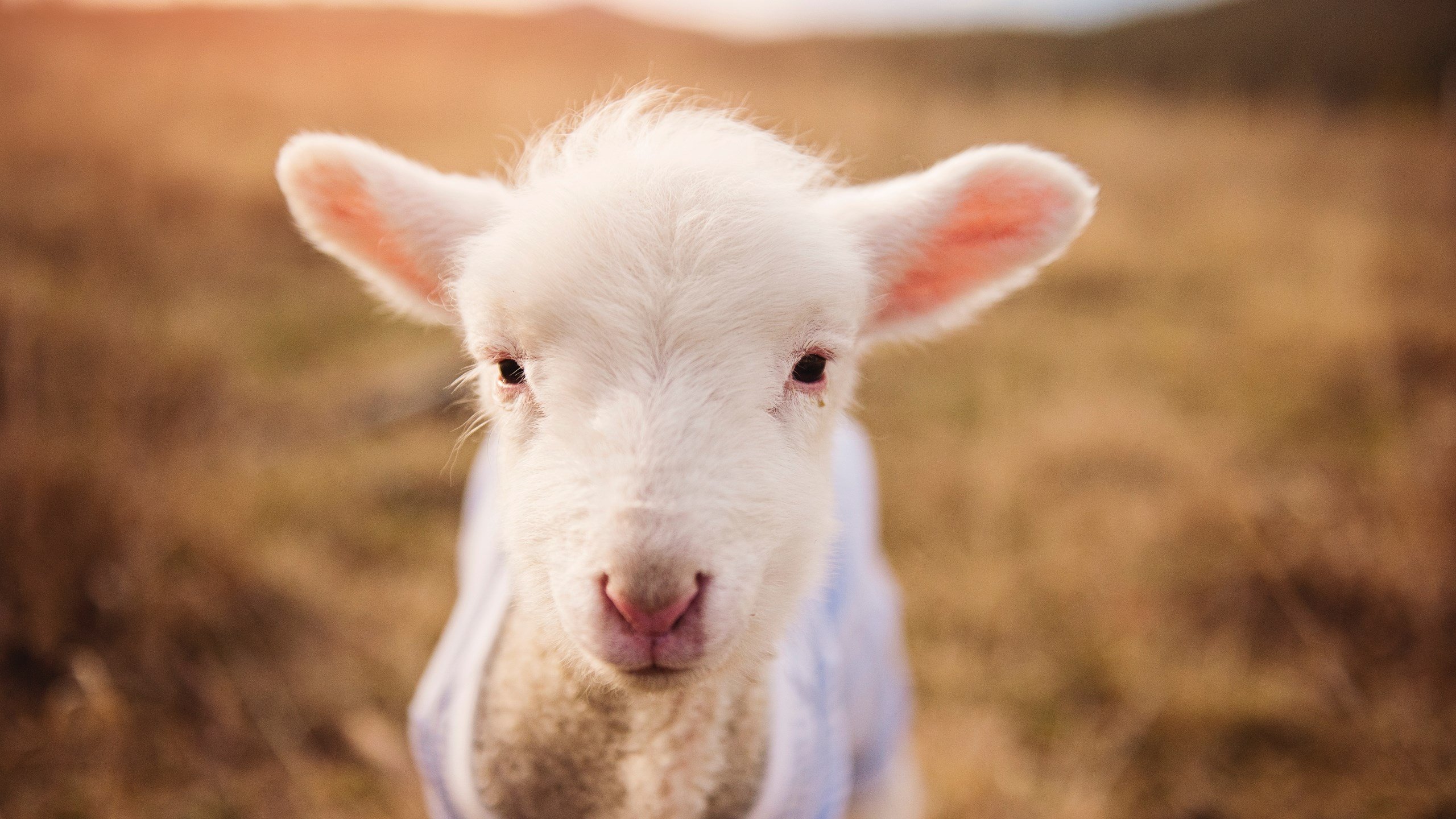 车迷热议:哪个车队将称霸2025赛季?