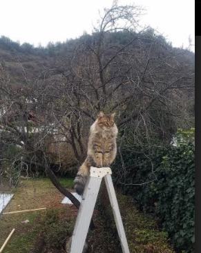 郑钦文获得巴黎奥运会网球女单冠军,成为首位夺得奥运网球单打金牌的亚洲选手。