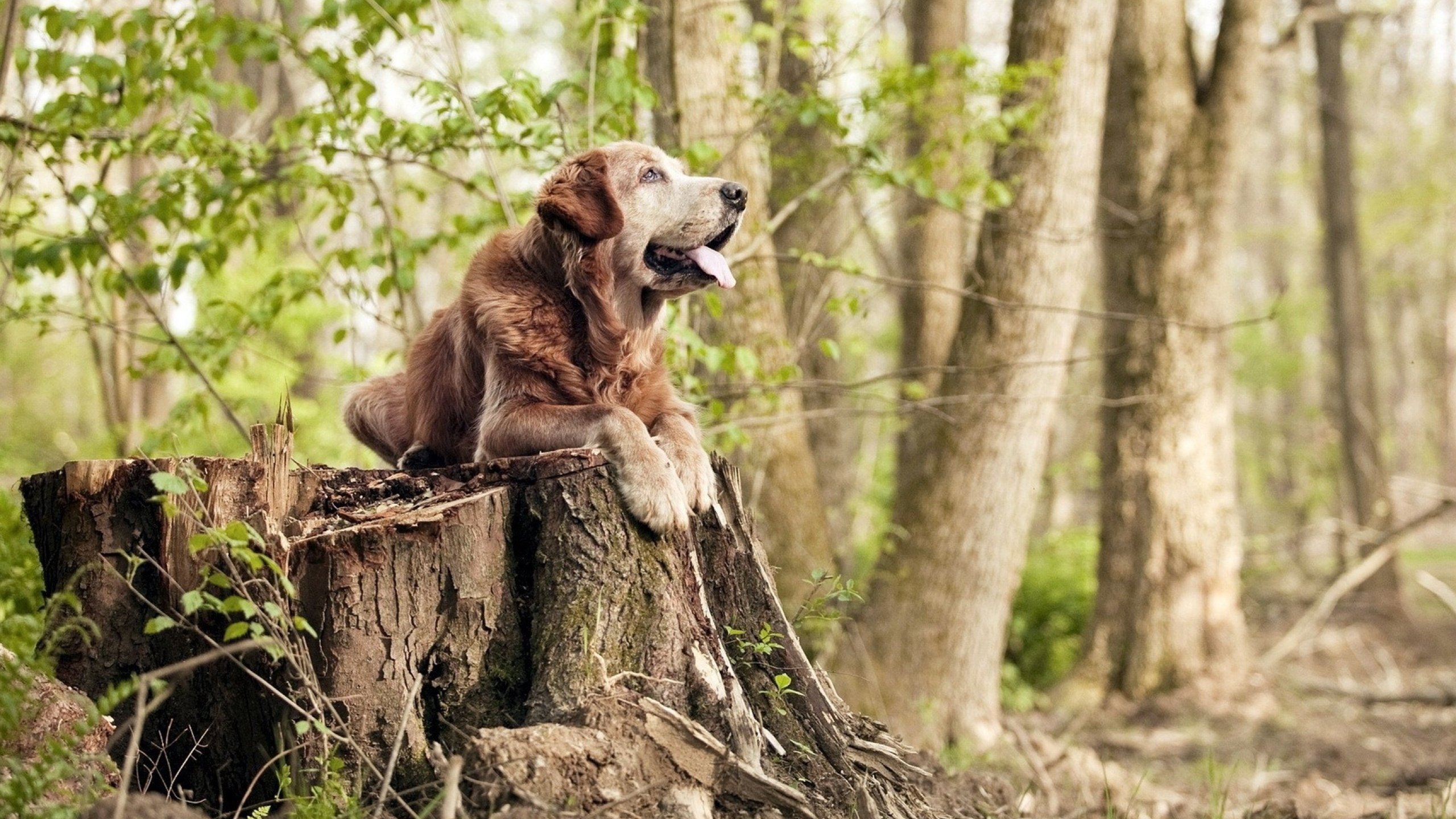 青少年篮球教练员培训体系持续完善,行业标准逐步统一,青少年篮球培训全职教练