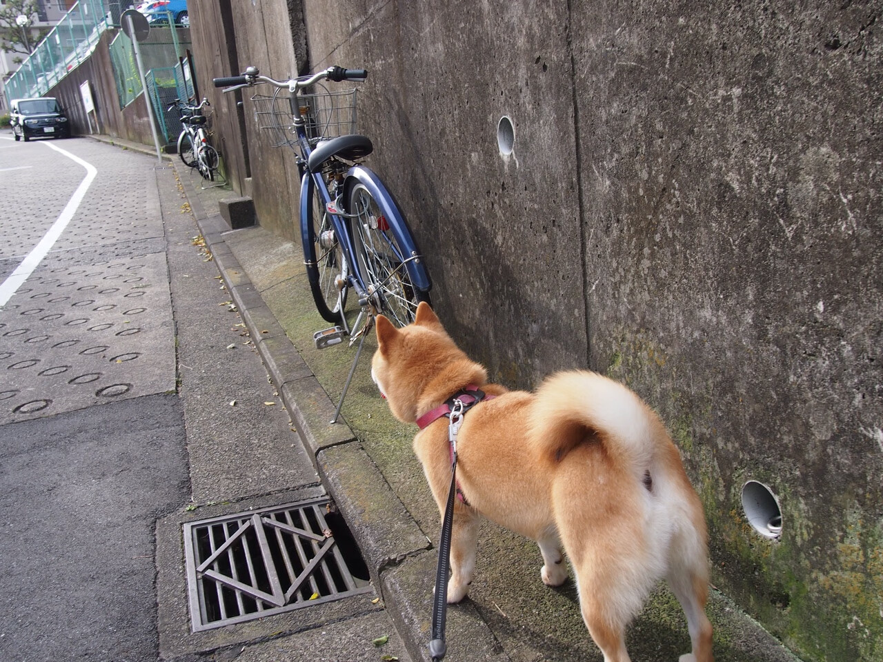 Kysports-Faker职业生涯总击杀数突破3000大关，faker职业生涯胜率