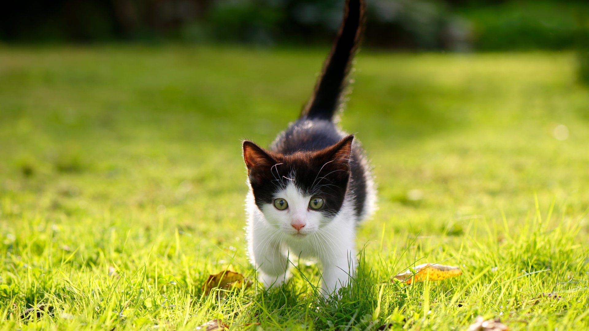 中国足球基层赛事蓬勃发展,中国足球发展改革方案