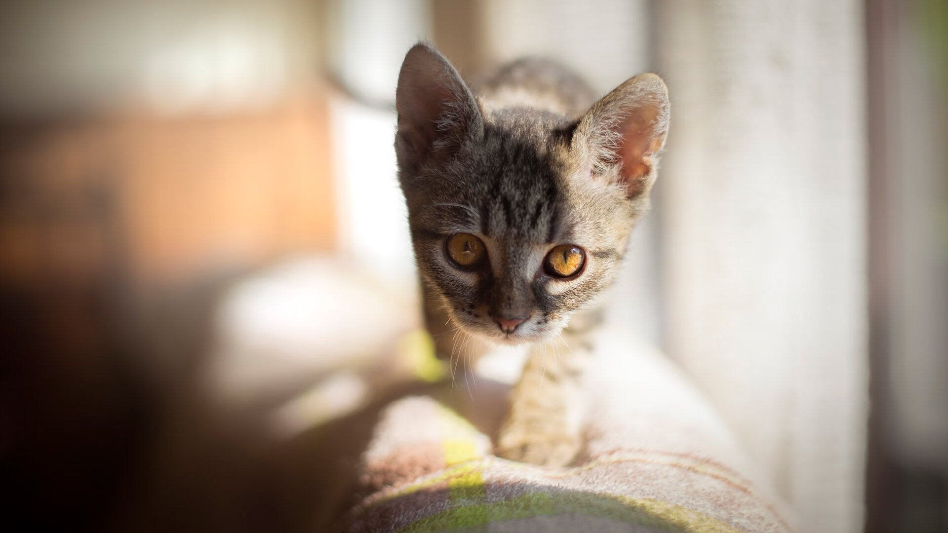 全运会乒乓球男单爆冷种子选手无缘四强,全运会乒乓球男单32强