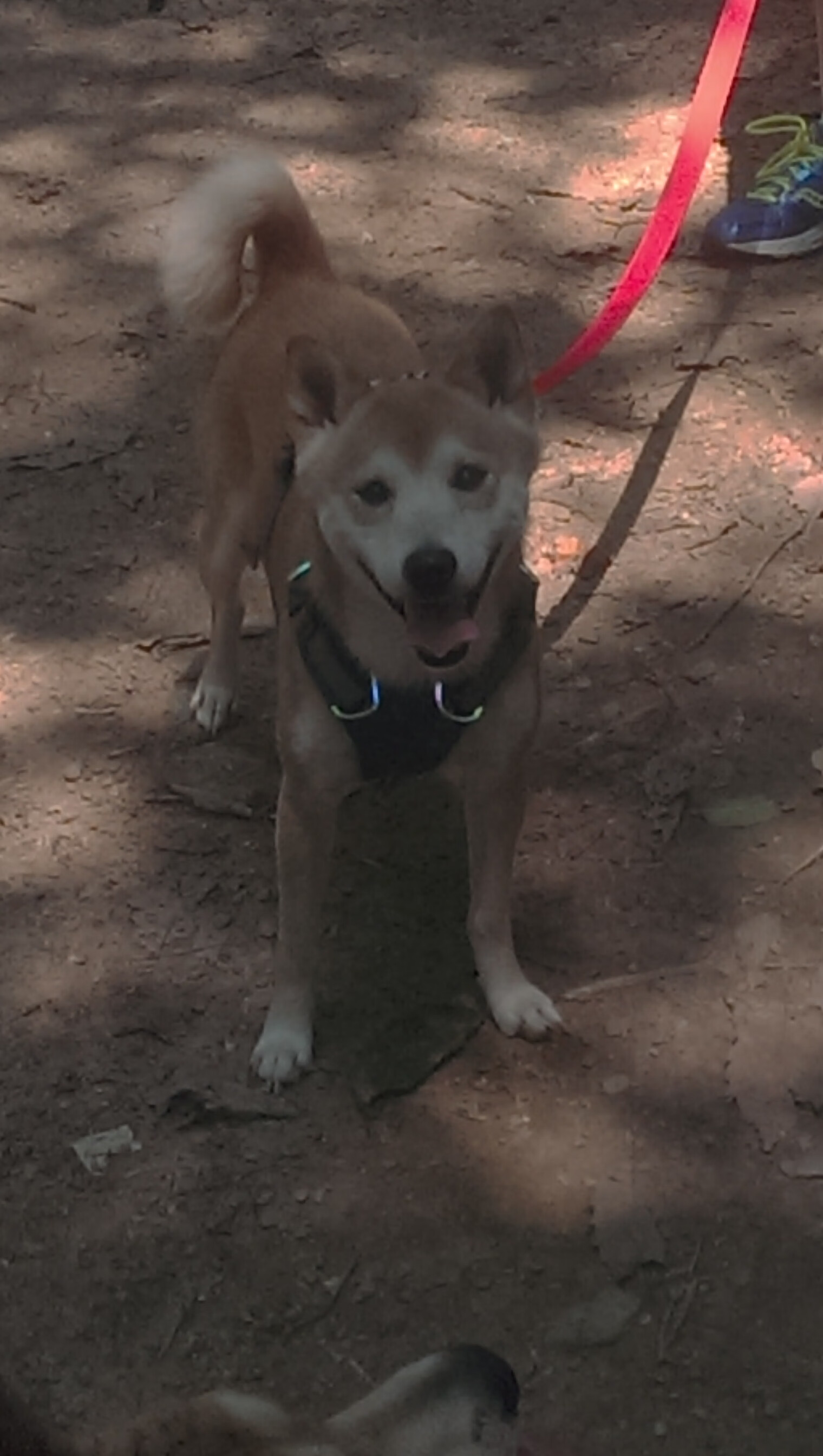 前途未卜,亚冠比赛各路豪强角逐,亚冠的比赛