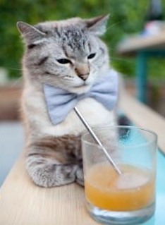 塞尔维亚联赛新星表现突出,塞尔维亚队最新大名单