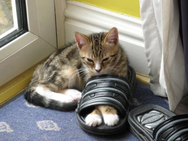 开云体育平台-尤文图斯主场力克都灵，实现主场三连胜，尤文图斯vs克罗托内直播