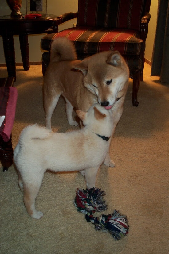 巴西男篮在巴黎奥运会小组赛中战胜日本队，巴西男篮里约奥运会