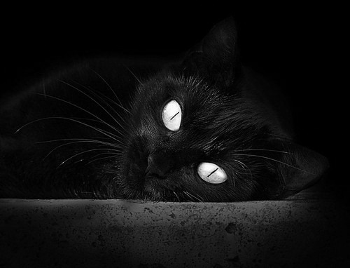 布莱顿深陷降级区,球员伤病不断,球队改变战术备战未来赛事,布莱顿4