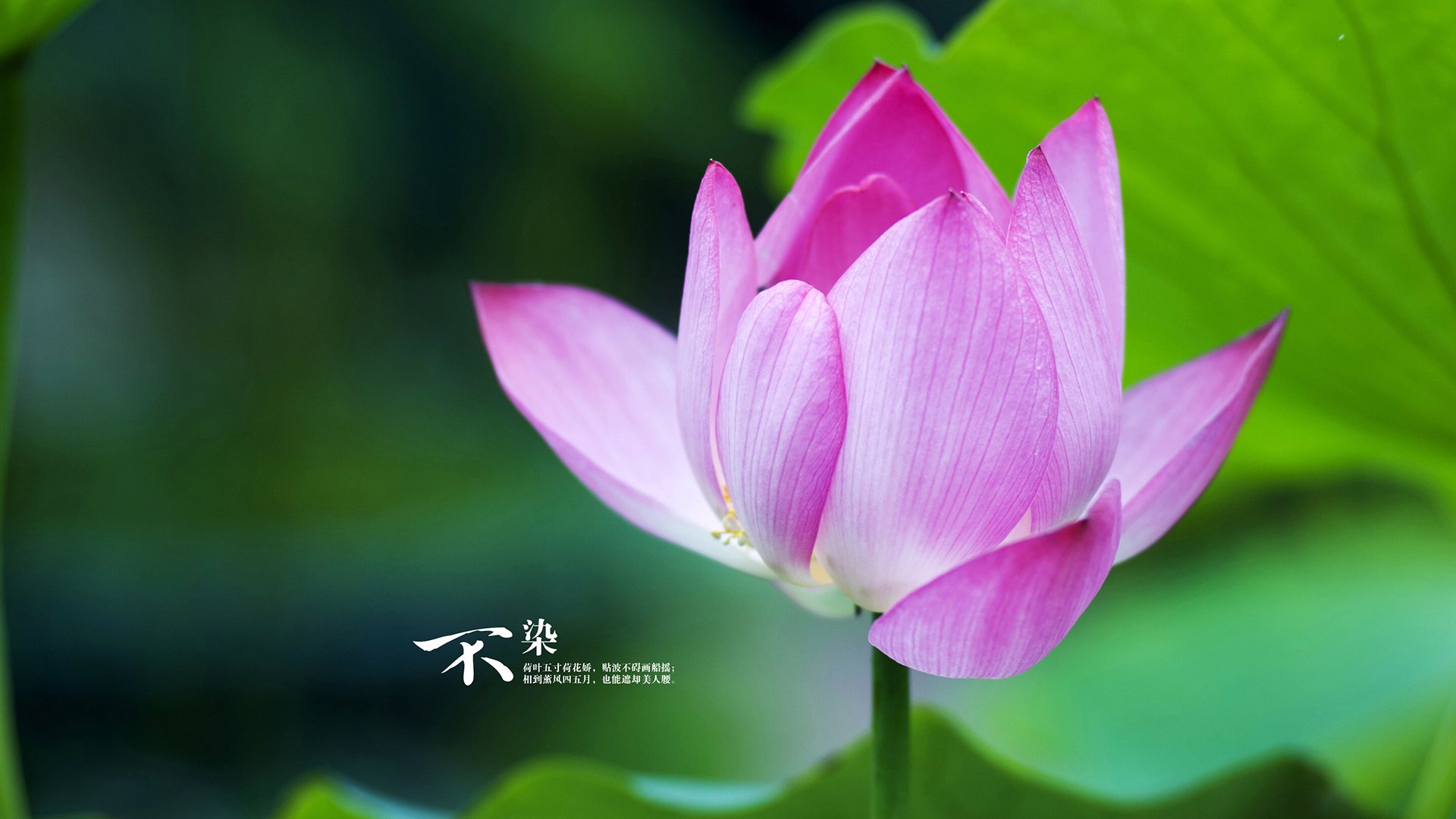 快船击败太阳,系列赛焦点战中乔治三分雨不断,快船 乔治绝招