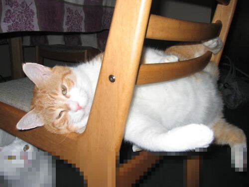 拉齐奥在最新一场意甲比赛获得胜利,拉齐奥意甲夺冠