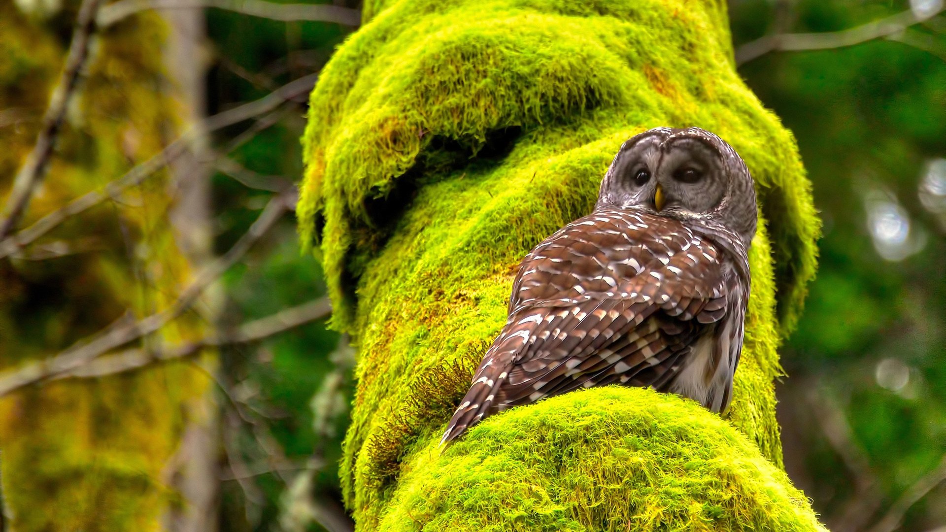 斯洛伐克国家队实力强劲,欧国联对手不堪一击,斯洛伐克国家队实力强劲,欧国联对手不堪一击