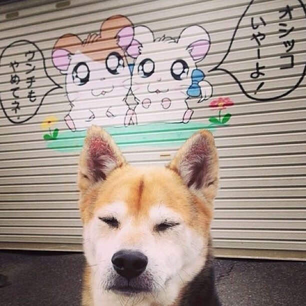 日本队精神力爆棚,力克强敌!,日本队伍