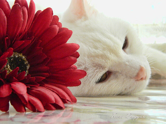 曼联与南安普顿进行决战,谁能胜出?,曼联南安普顿全场录像