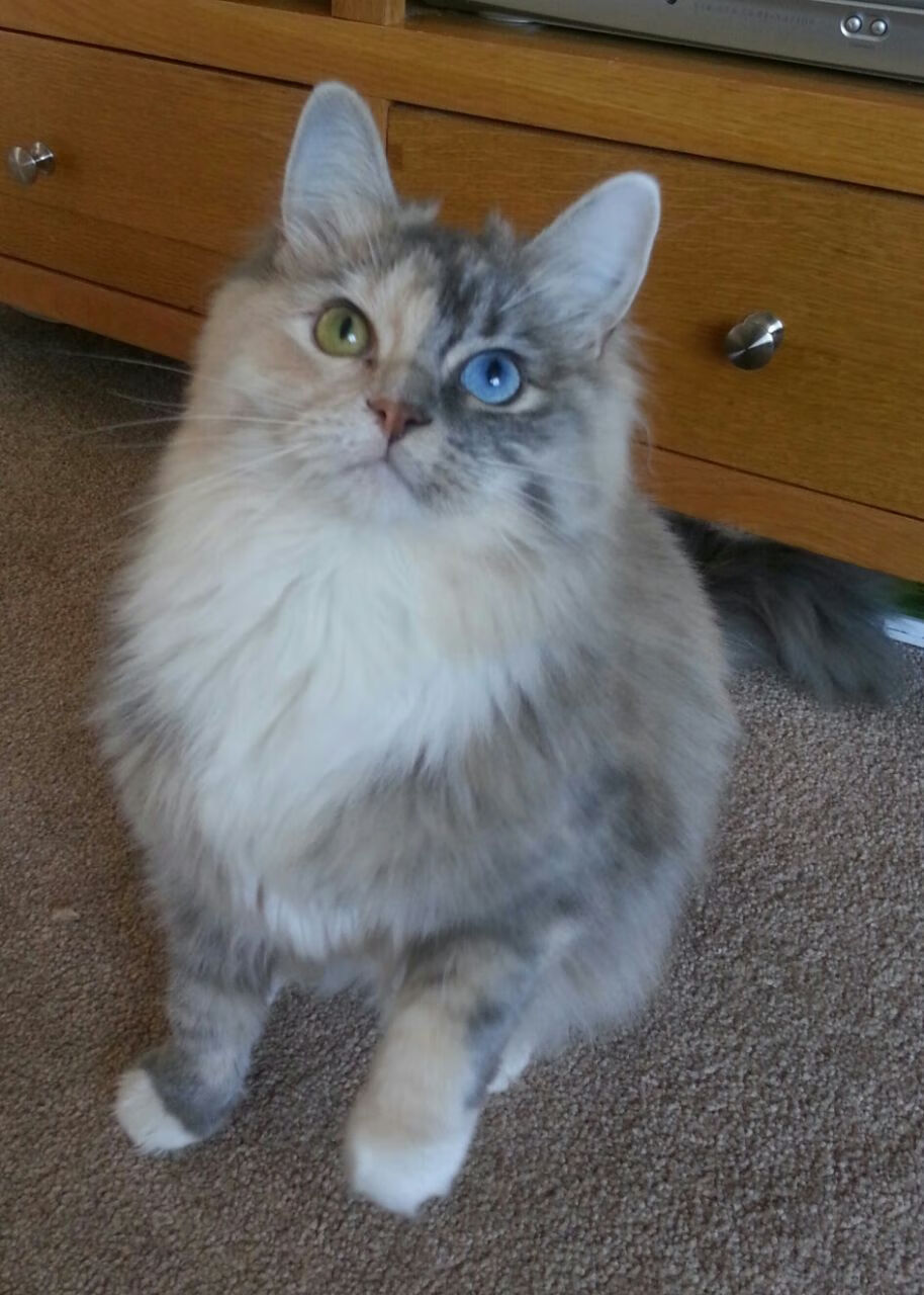 柯隆球队发挥低迷,惨遭主场溃败,柯麦隆篮球