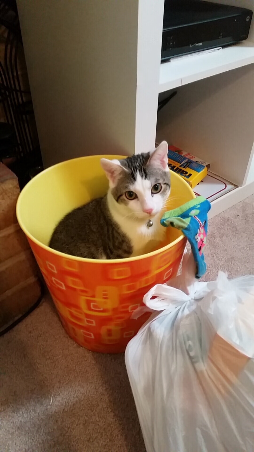 世界马拉松大满贯赛事上海站开跑,世界马拉松大满贯赛事上海站开跑时间