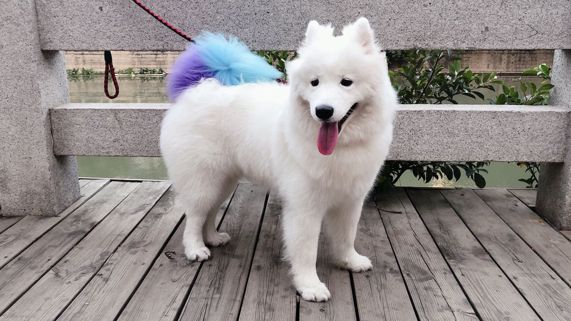 世界马拉松大满贯赛事上海站开跑,世界马拉松大满贯赛事上海站开跑时间