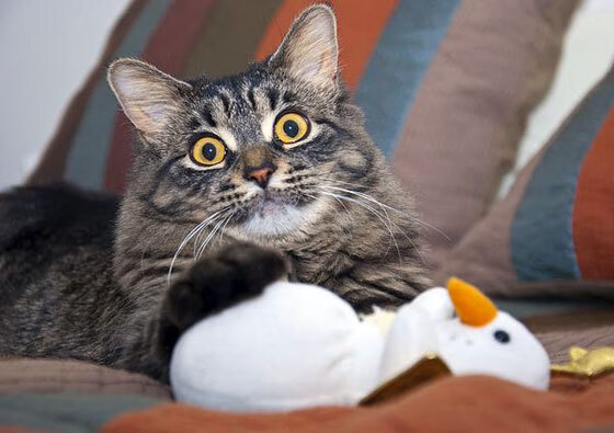 中超俱乐部人才流动数据年鉴报告,中超俱乐部每年投入