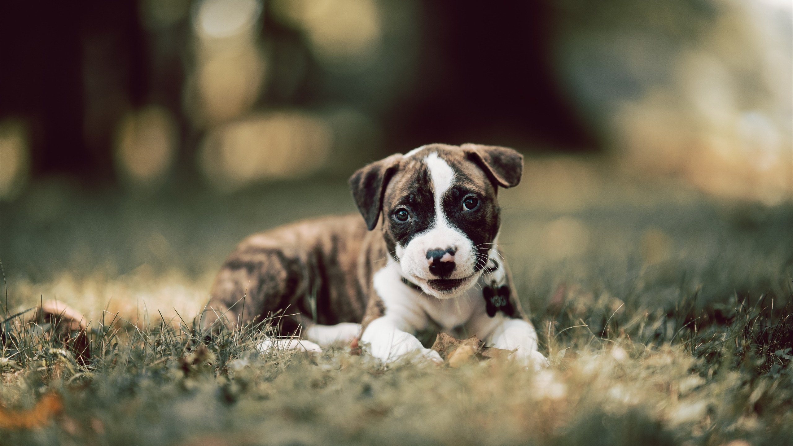 多元化足球:女子联赛与男子联赛的差异与融合,女子足球和男子足球的区别