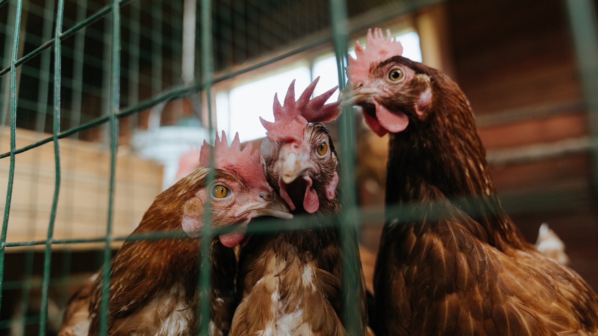 英超球员回归老东家效应与适应性研究,英超球迷回归