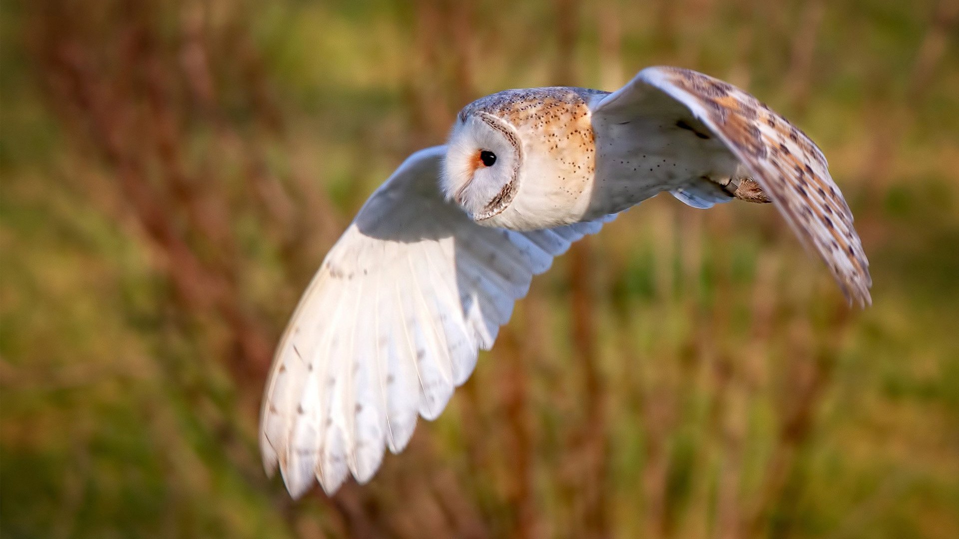英超青训体系中情绪调节训练对青少年比赛焦虑的控制作用,英超青训球员定义