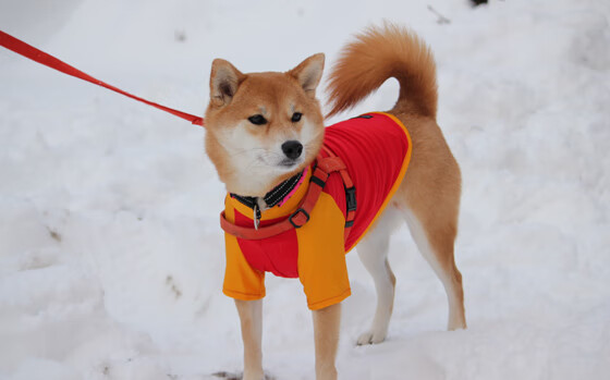 乒乓赛季开战:2024年混合团体世界杯赛制解读,今年乒乓球世界杯团体赛竞赛规则